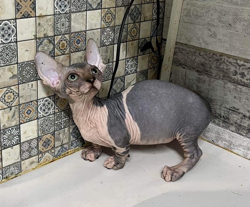 Бамбино котики Бамбосики