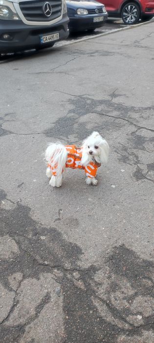 Цуценята мальтезе