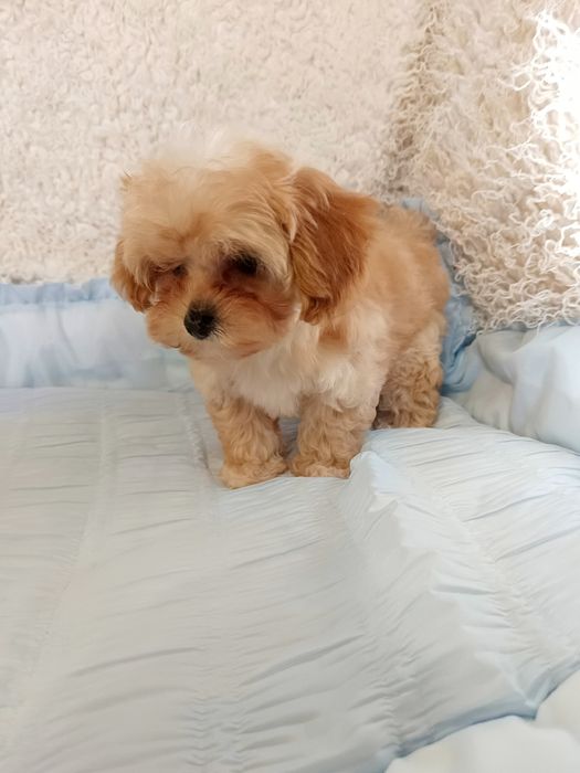 Дві міні дівчинки мальтіпу