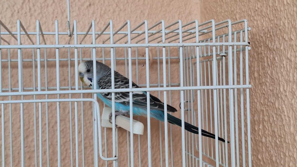 Piriquito australiano azul macho