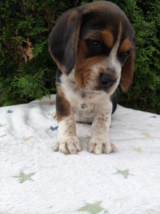 SSliczne Beagle piesek.