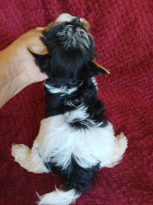 Biewer Terrier com Pedigree