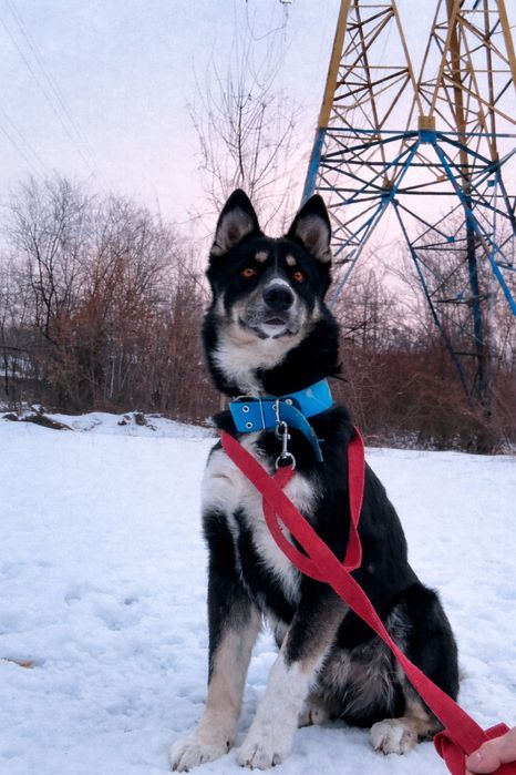 Шукаю дім песику безкоштовно