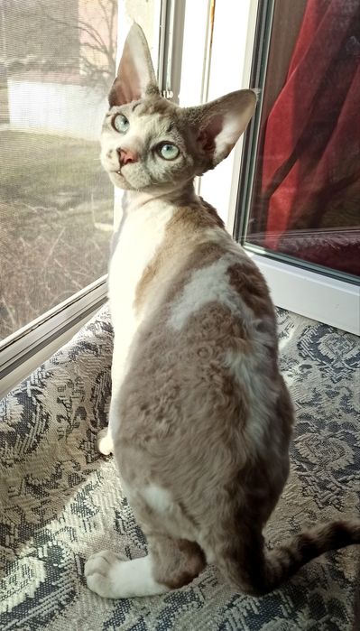 Котик девон рекс