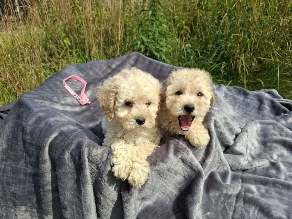 maltipoo szczeniak