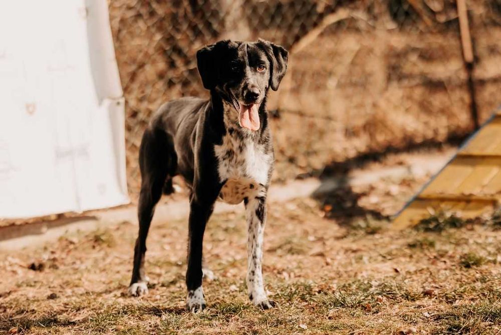 Szukasz psa z poczuciem humoru i nieskończoną energią? Kevin czeka!