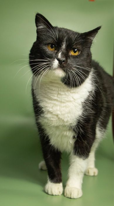 Особливий котик з цукровим діабетом, кіт, кот, котики, котик