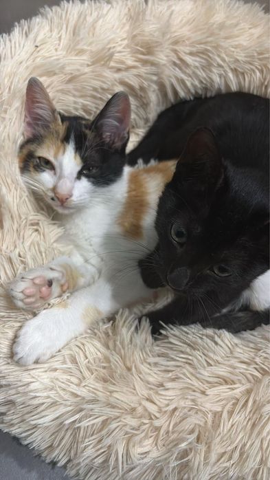 Duas Gatinhas de 5 Meses para Adoção Responsável