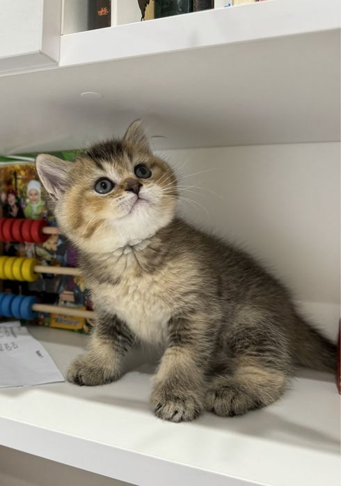 Британские котята шиншила