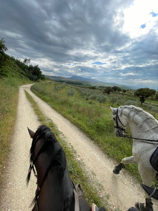 Cavalo PSL com escola