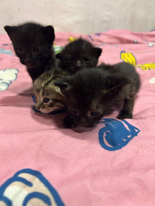 Gatinhos bebés para adoção responsável