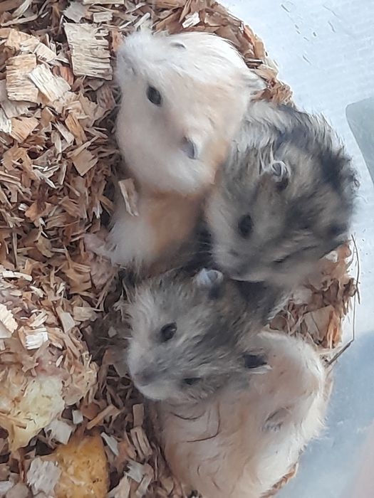 Хом'ячки джунгарики