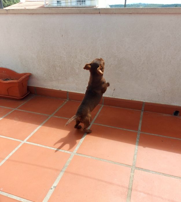Excelente Chihuahua Macho