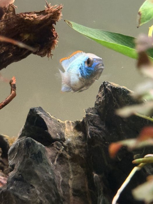 Acara Eletric Blue (3 meses) - Gondomar