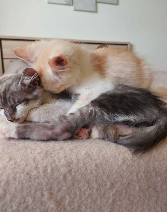 2 котики шукають дім