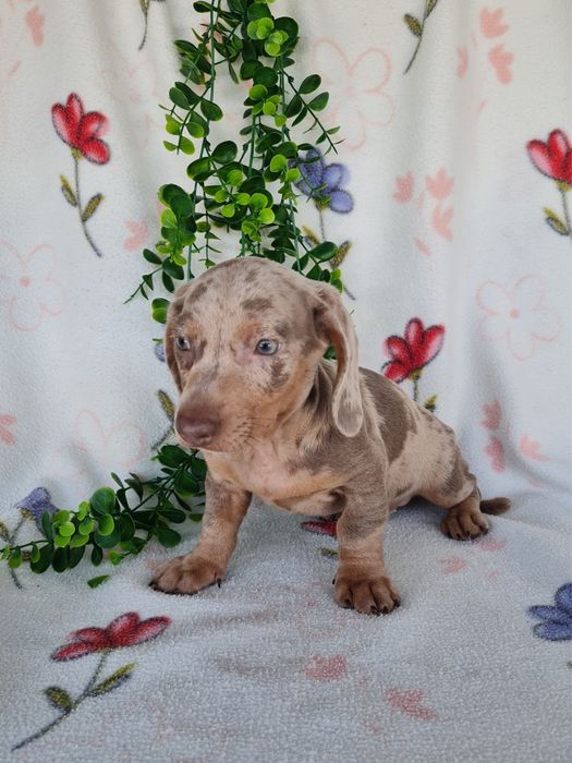 Estupendo menino mini/Kanichen teckel isabella arlequim de Qualidade