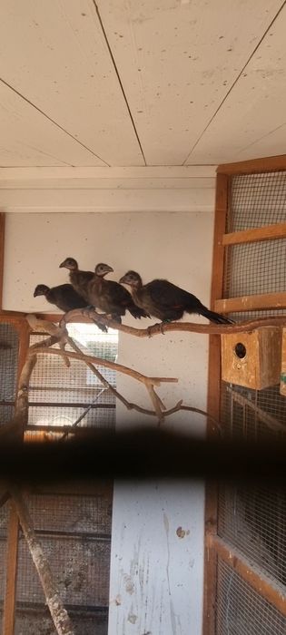 Turaco de Crista Branca