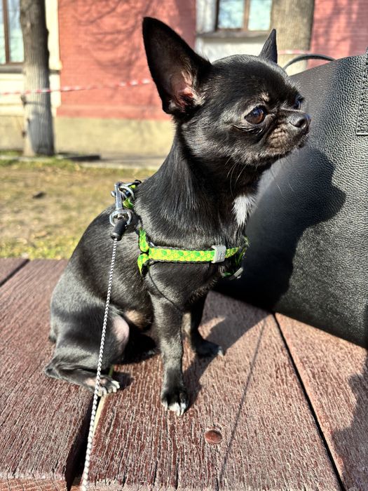 Вязка чіхуахуа міні