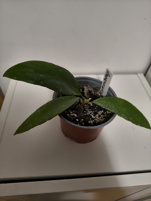 Hoya kloppenburgii