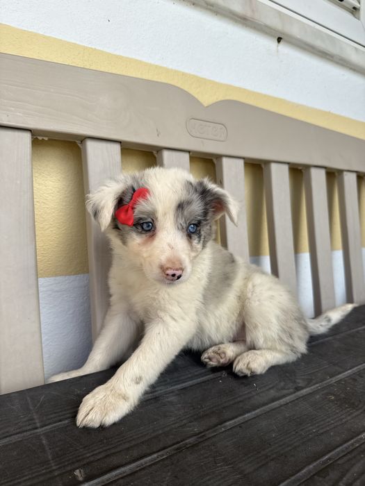 Border Collie Merle Femea com olhos azuis