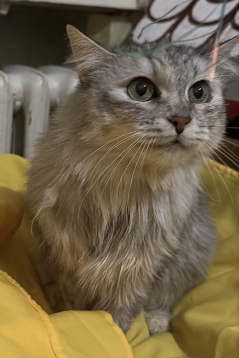 Молодая кошечка в хорошие руки