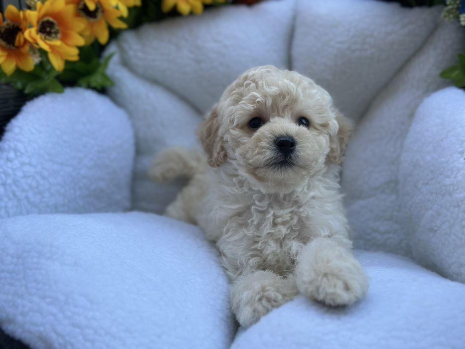 Ніжний хлопчик мальтіпу