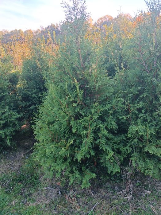Tuja Brabant 200 cm