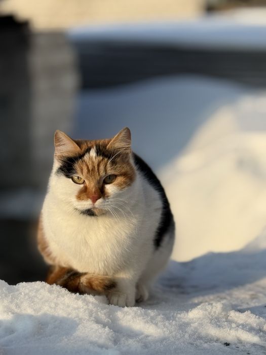 Котики стерелізовані шукають господарів