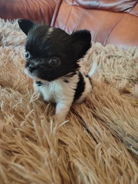 Chihuahua, sunia, mini suczka, maleńka sunia
