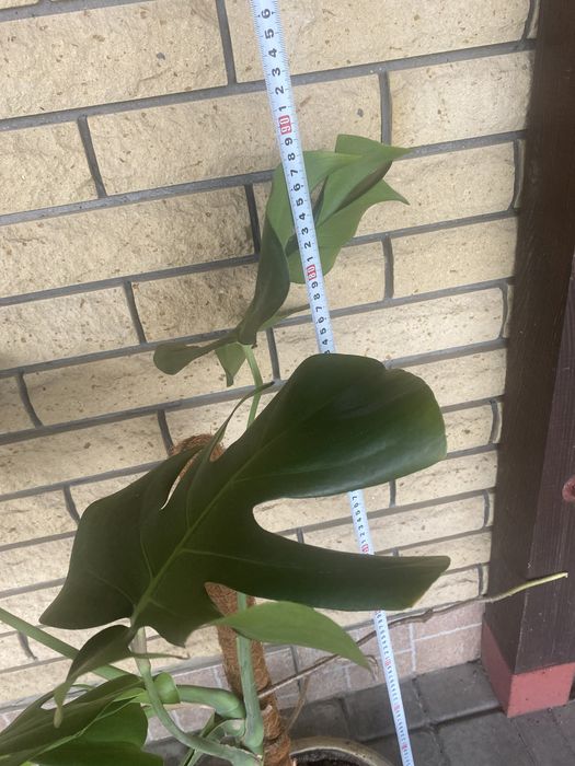 Монстера комнатная