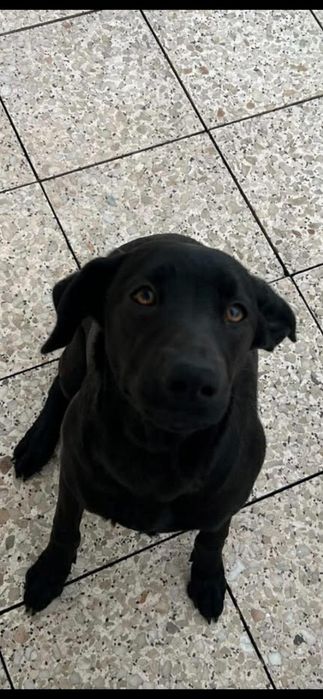 Cadelinha de 7 mesinhos para adopção