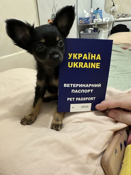 Продаються той терʼєри (цуценята)