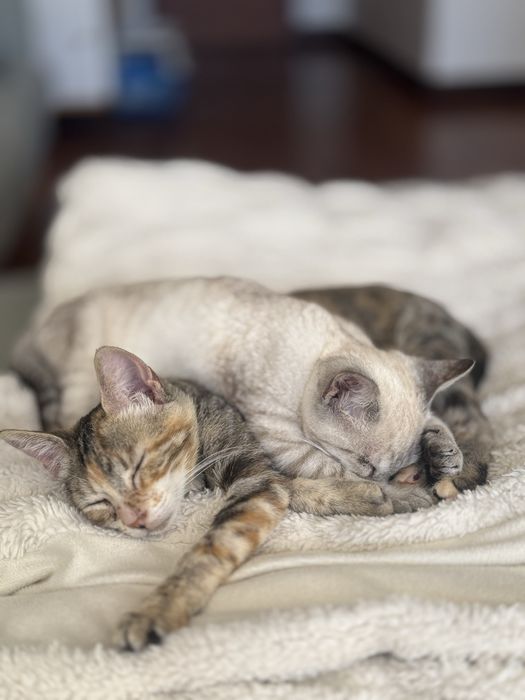 Duas gatas para adoçao