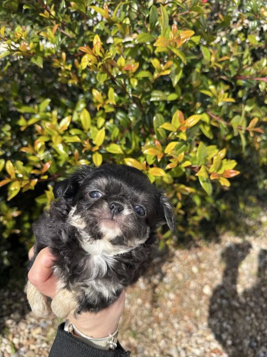 Excelente mini menino Chihuahua/Chiuaua Linhagem Russa de Qualidade