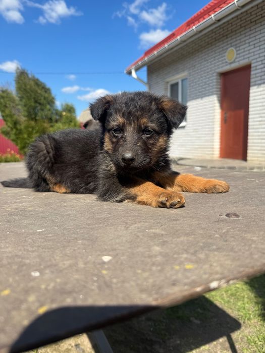 цуценята метиси вівчарки