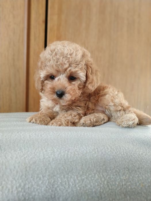 ГоМальчик мальтипушка