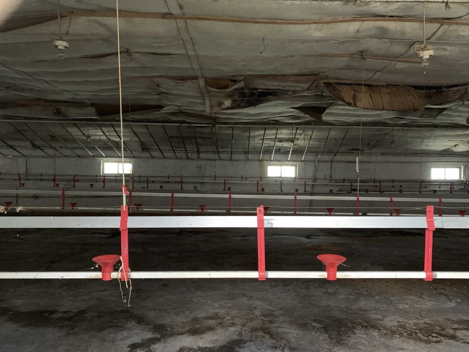 Hala/ Magazyn/ Ferma drobiu 1400 m² działka 2,2 ha. Gospodarstwo rolne - View 5