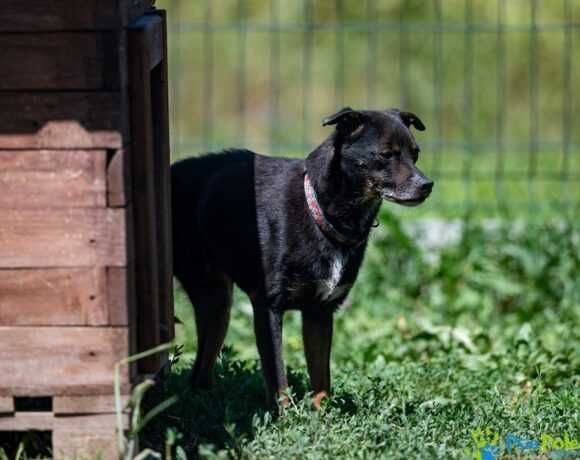 Starszy psiak DRACO rozgląda się za domkiem!