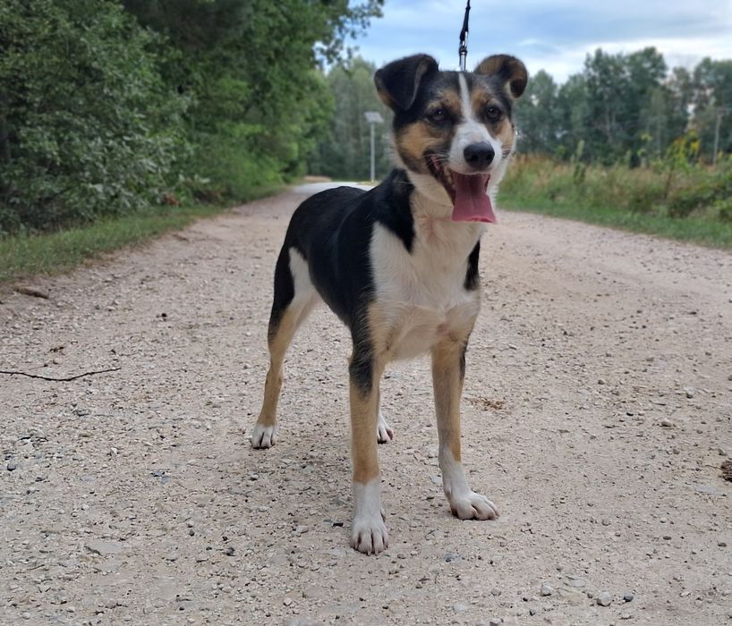 ŁADNA,1,5 roczna Kochana szuka domu
