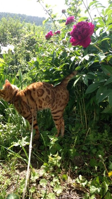 бенгальский кот чемпион