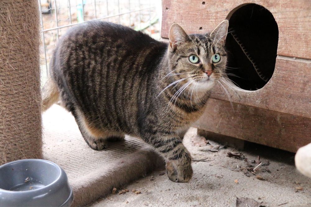 Wesoła, śliczna i młoda Amber szuka domu!