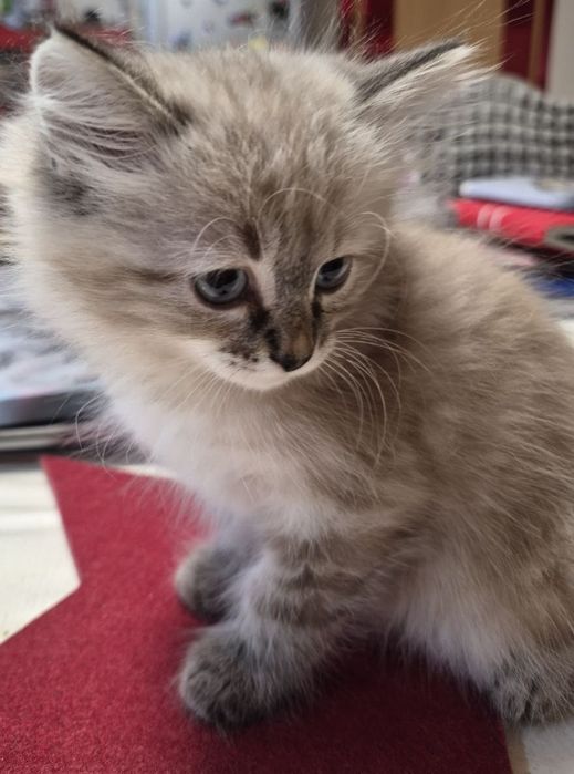 Мальчик  породы  Невская маскарадная