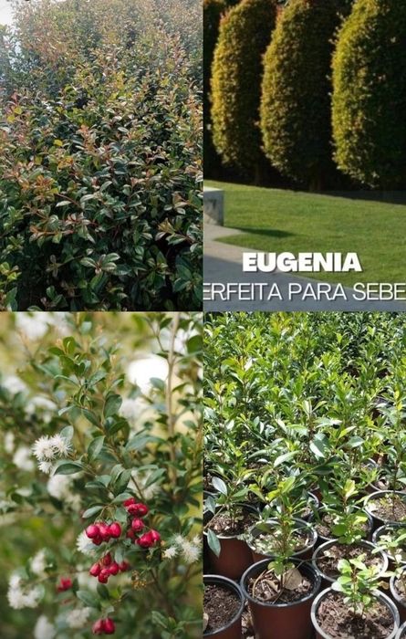 Eugenias para sebes ultimas 100 unidades