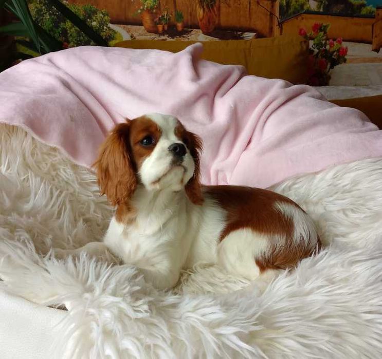 Cavalier King Charles Spaniel dziewczynka