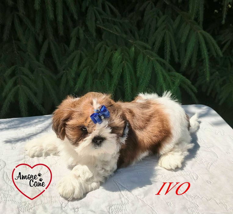 Piękny pies-IVO.