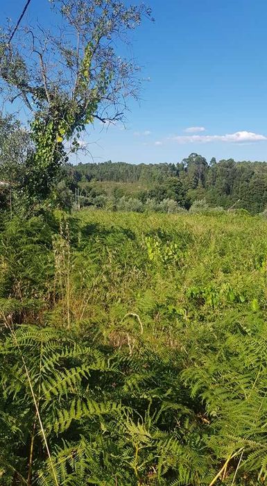 Terreno Cavernães - Viseu