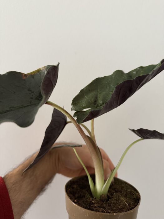 Alocasia Antoro Velvet