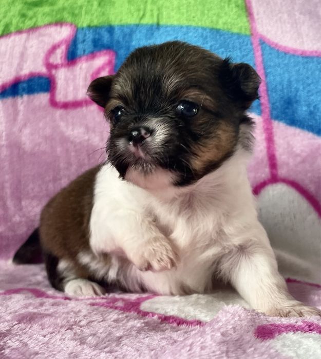 Chihuahua Cudny piesek dlugowlosy KOKO