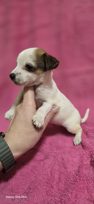 Девочка Джек Рассел