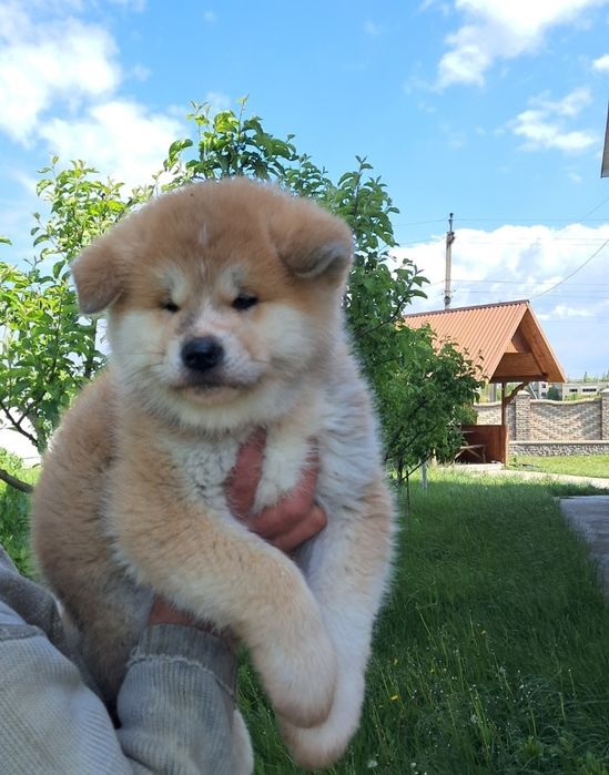 Японська Акіта іну
